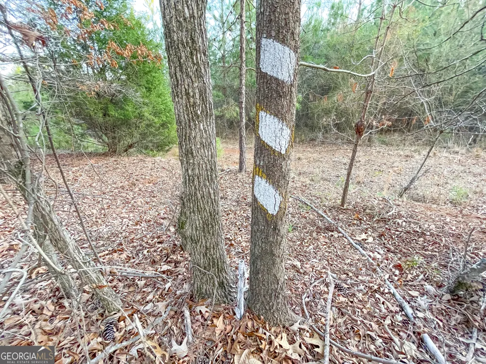 91 +/- Acres on Fosters Mill Rd. (GA Hwy 100) Cave Spring, GA 30124