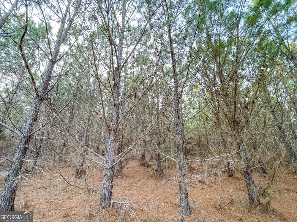 91 +/- Acres on Fosters Mill Rd. (GA Hwy 100) Cave Spring, GA 30124