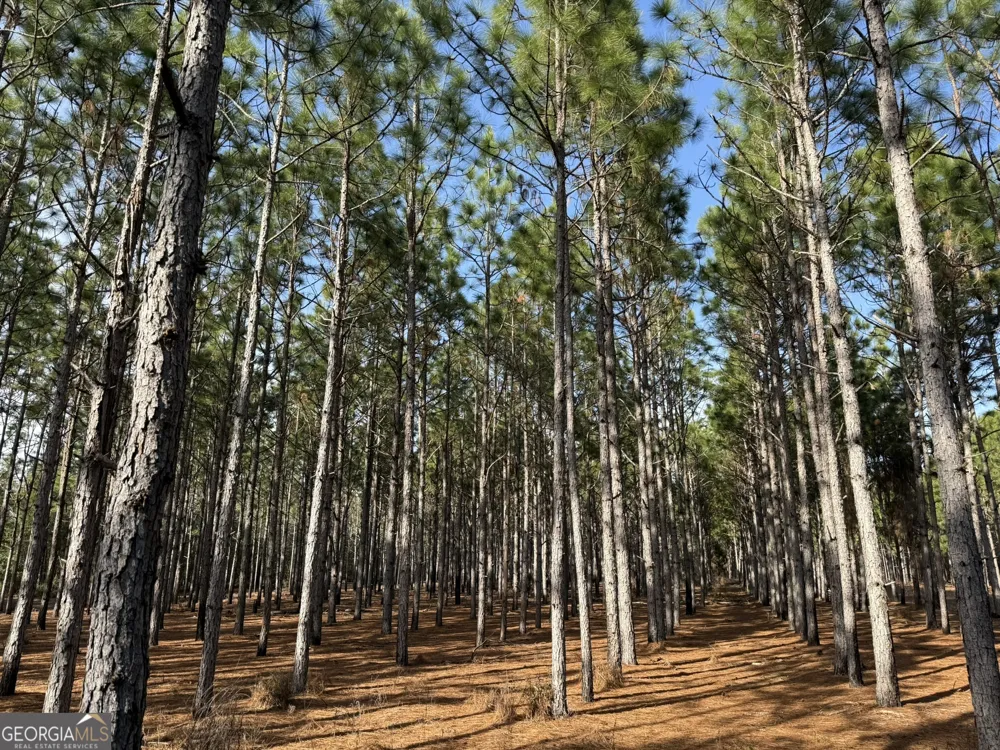 014 Hwy 45 Plains, GA 31780