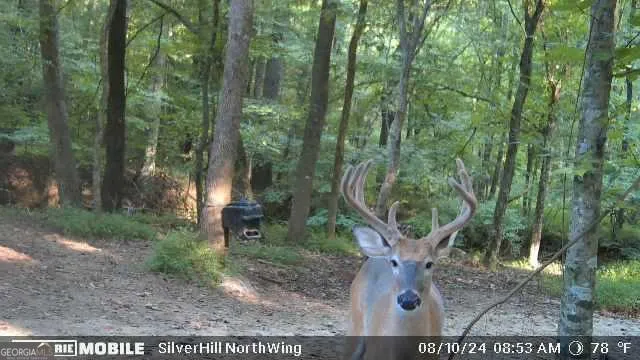 1542 Silver Hill RD Stone Mountain, GA 30087