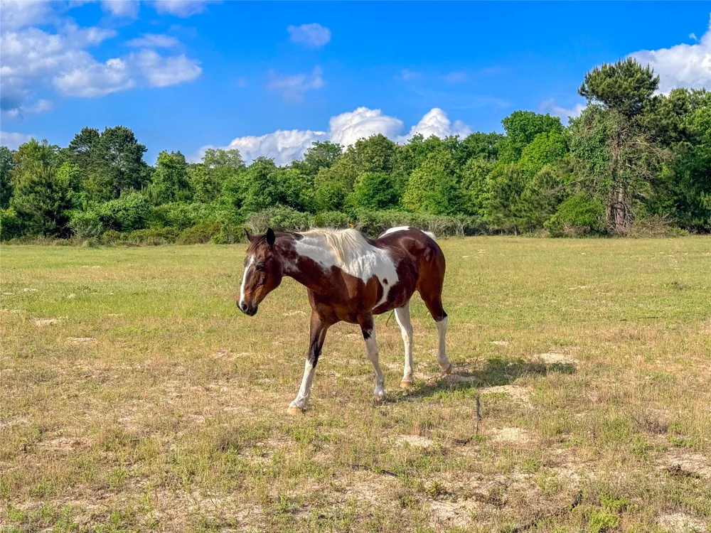 County Road 4520 Larue, TX 75770