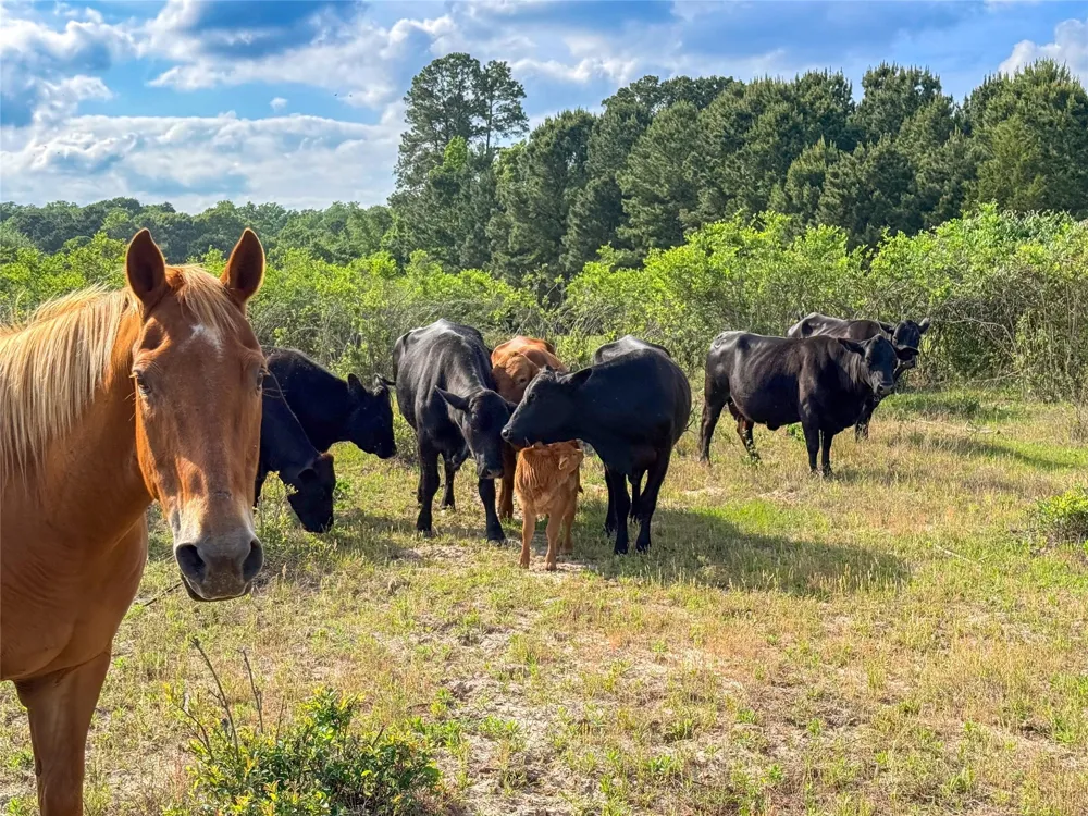 County Road 4520 Larue, TX 75770