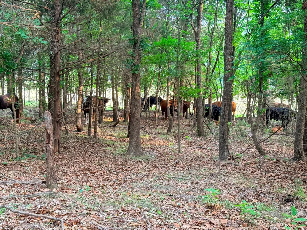 County Road 4520 Larue, TX 75770