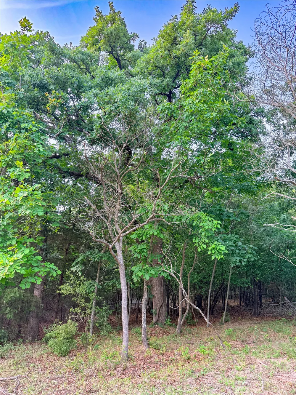 County Road 4520 Larue, TX 75770
