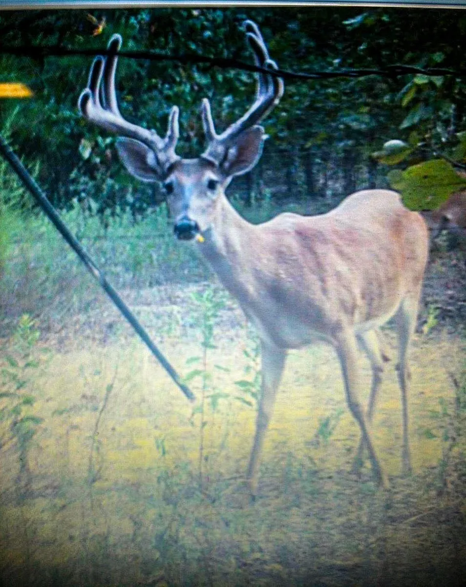 County Road 4520 Larue, TX 75770