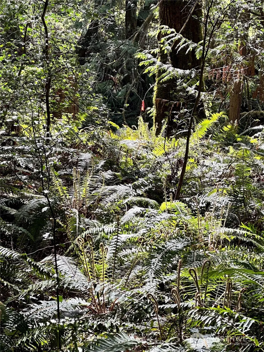 0 Lot 31 NW Lakeness Poulsbo, WA 98370