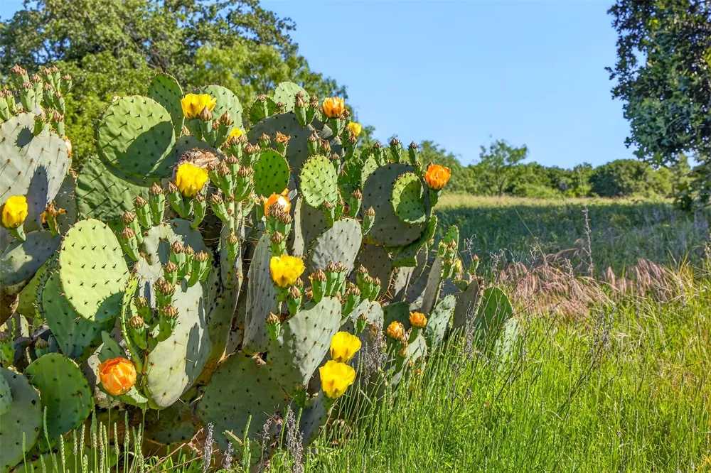 CR 144 Cisco, TX 76437
