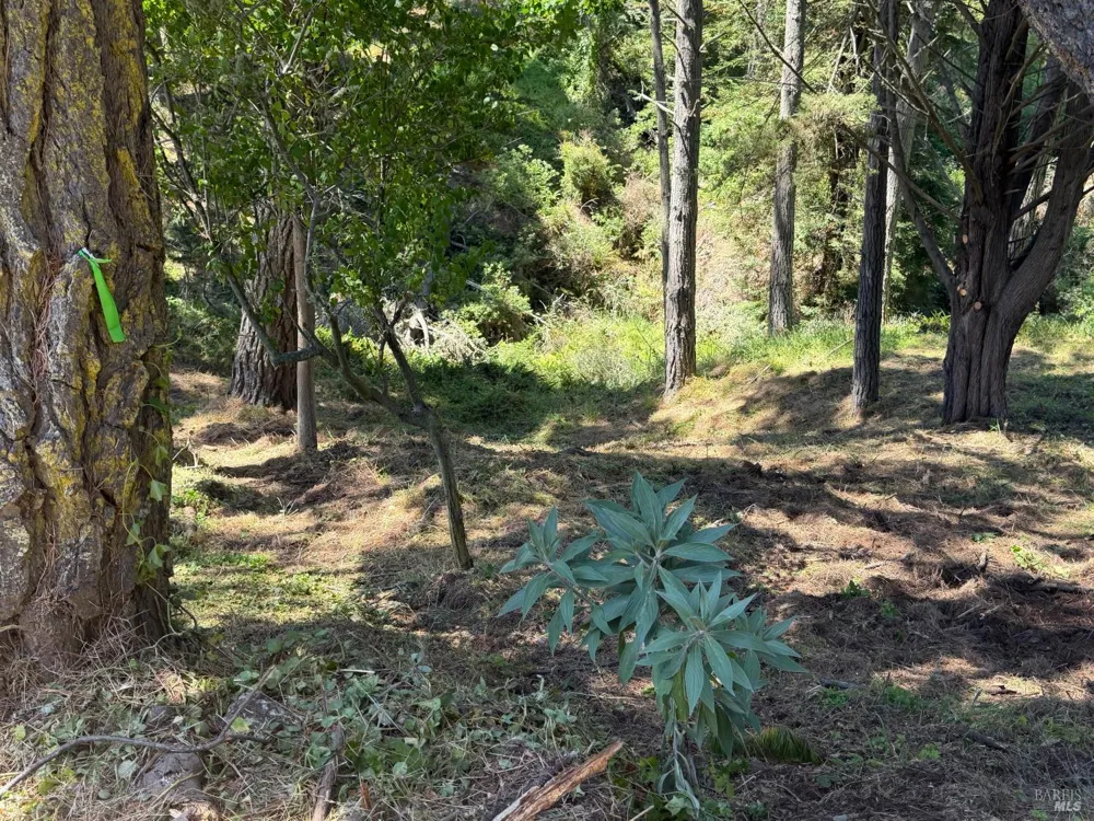 389 Ocean Parkway Bolinas, CA 94924