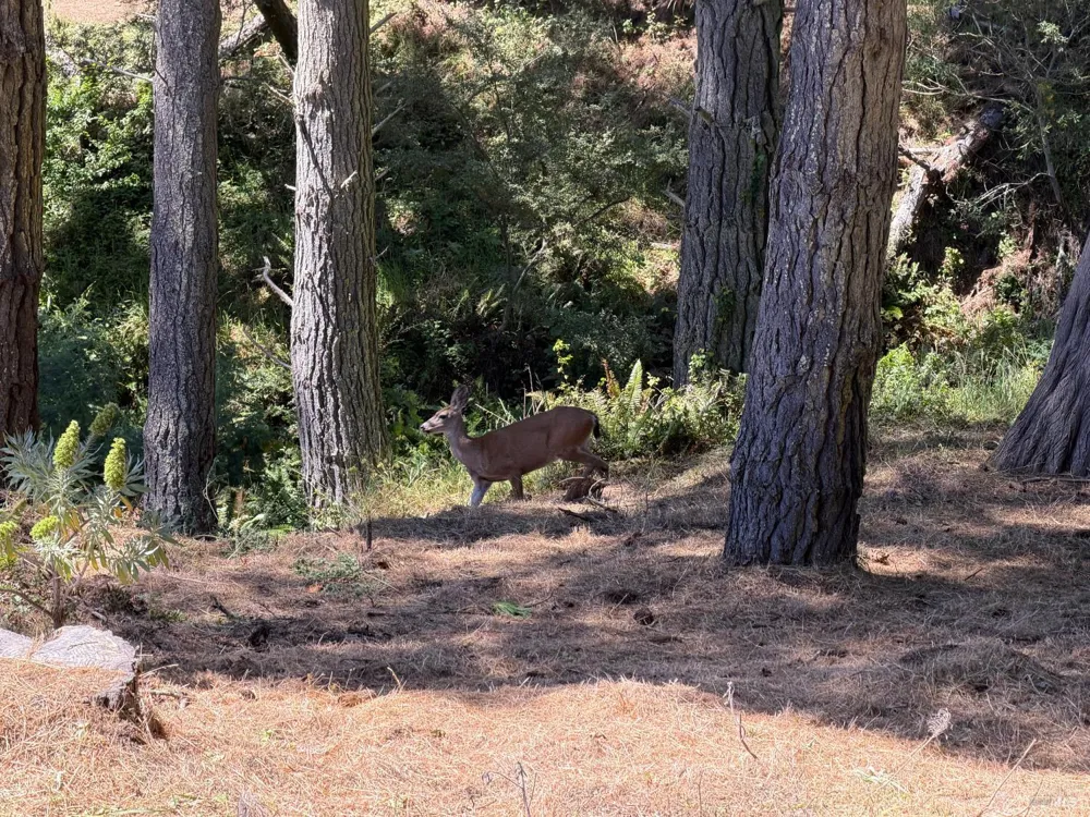 389 Ocean Parkway Bolinas, CA 94924