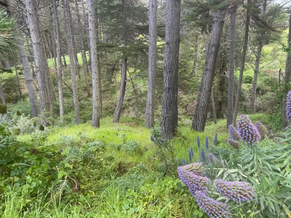 389 Ocean Parkway Bolinas, CA 94924