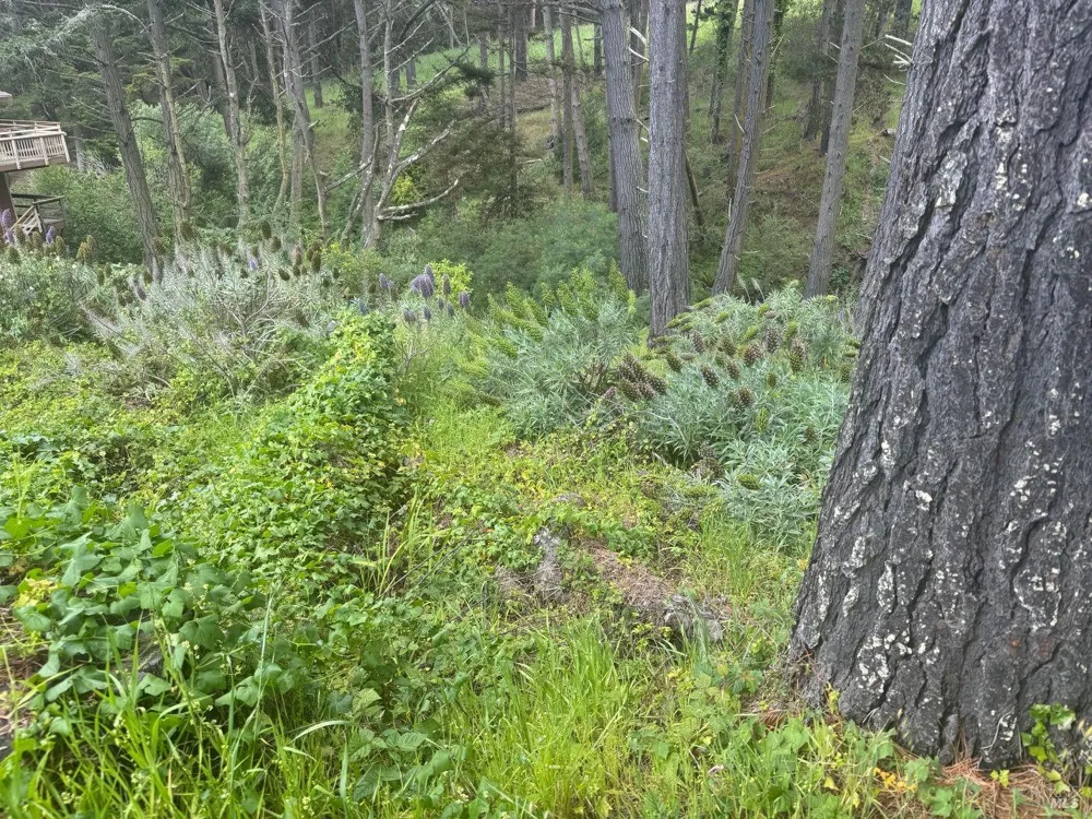 389 Ocean Parkway Bolinas, CA 94924