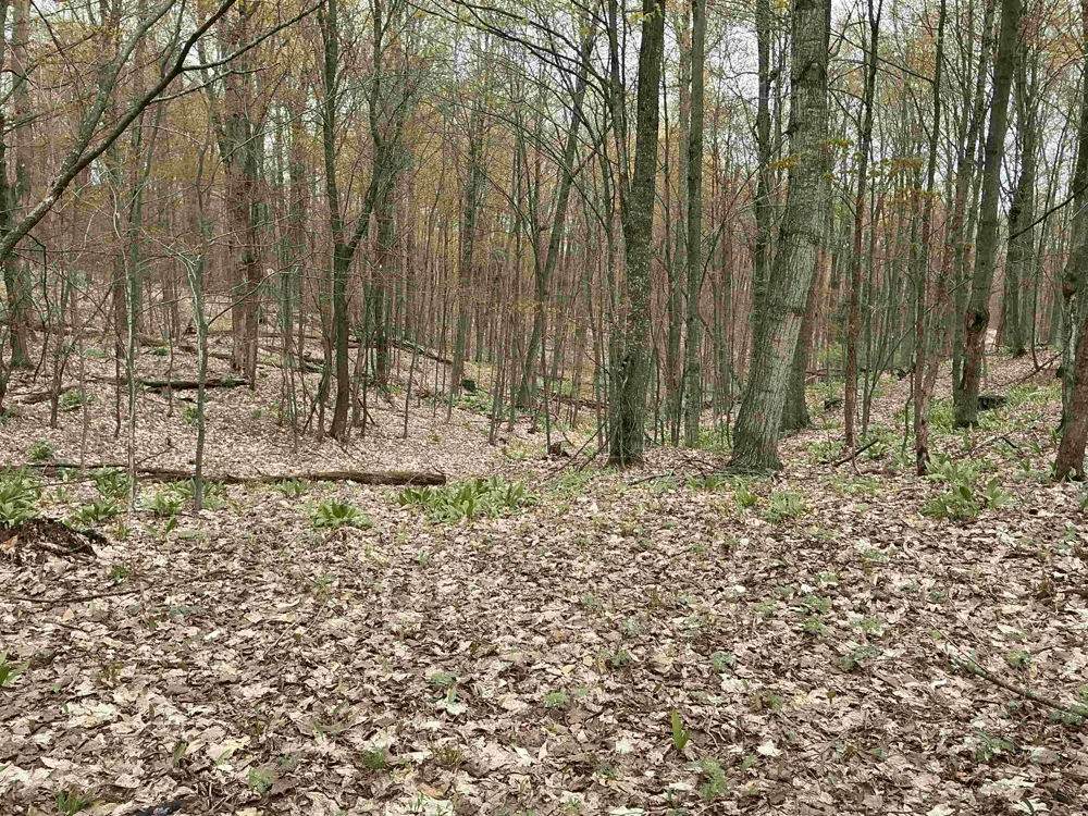 Zimmerman Road Clearwater Township, MI 49676