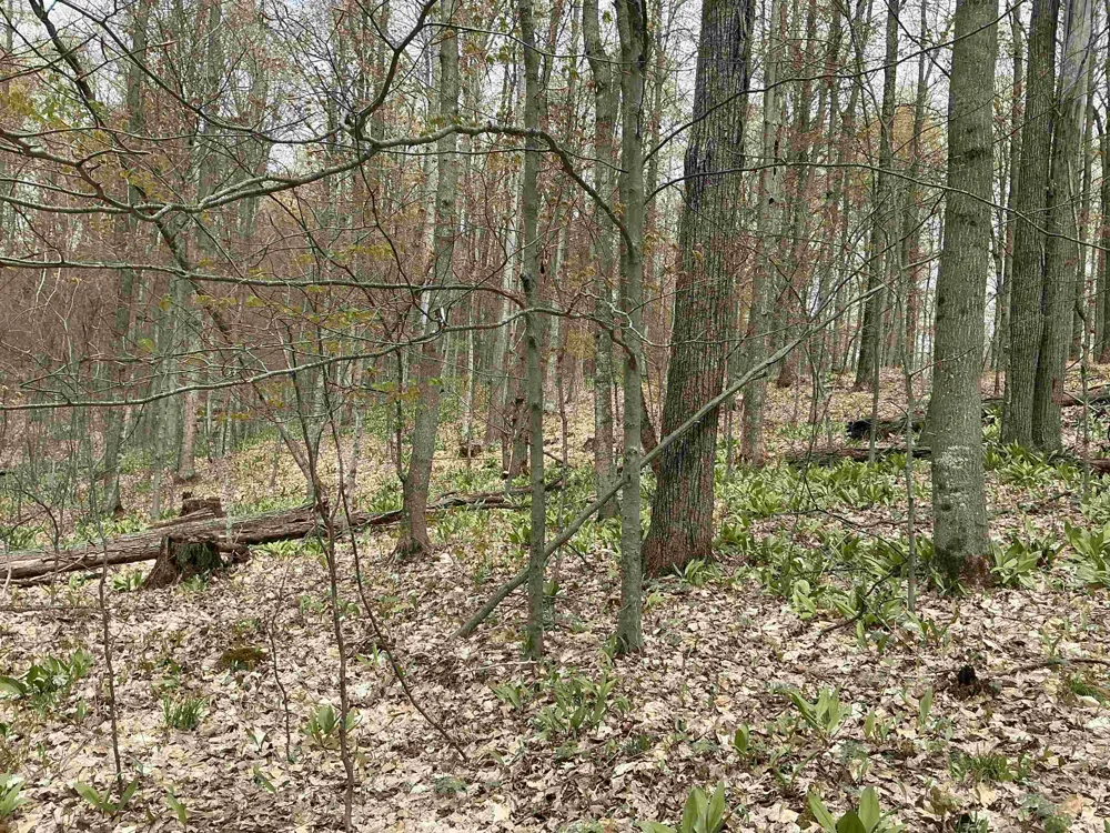 Zimmerman Road Clearwater Township, MI 49676