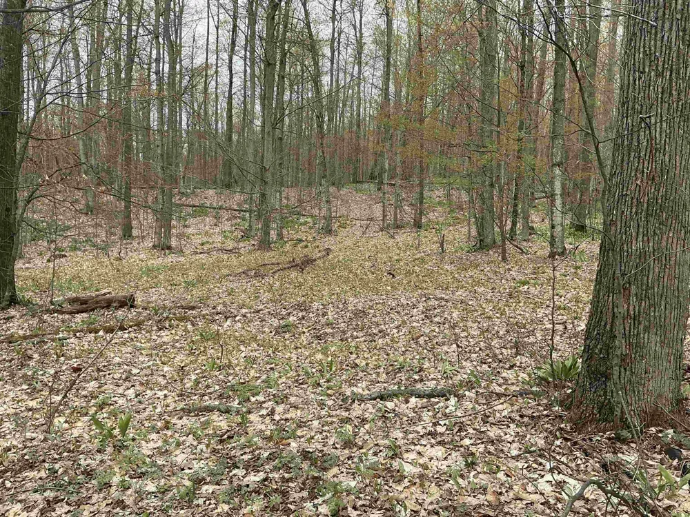 Zimmerman Road Clearwater Township, MI 49676