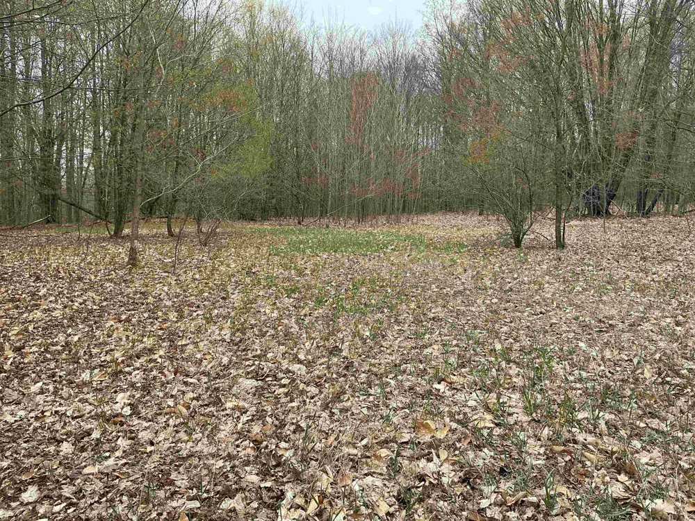 Zimmerman Road Clearwater Township, MI 49676