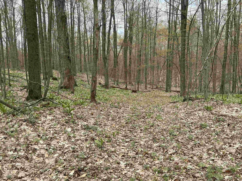 Zimmerman Road Clearwater Township, MI 49676