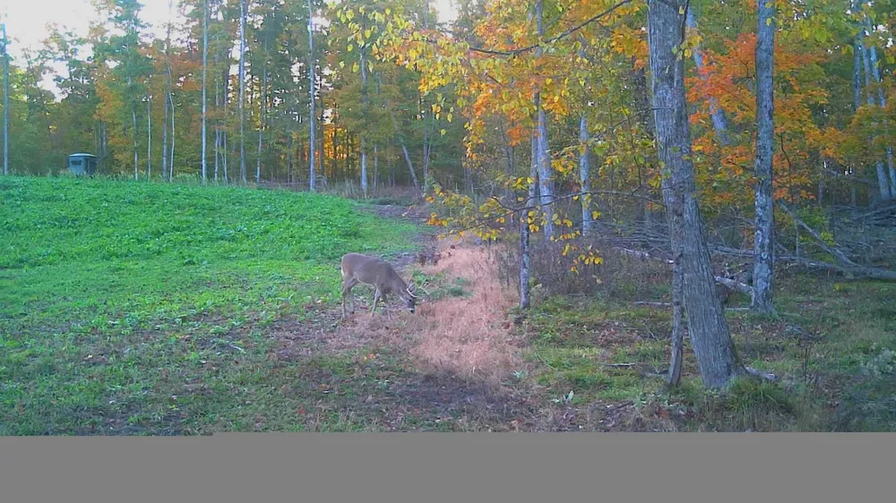 W Beeman Road Kasson Township, MI 49630