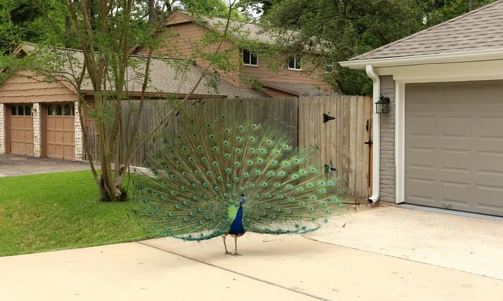 415 White Wing Lane Houston, TX 77079