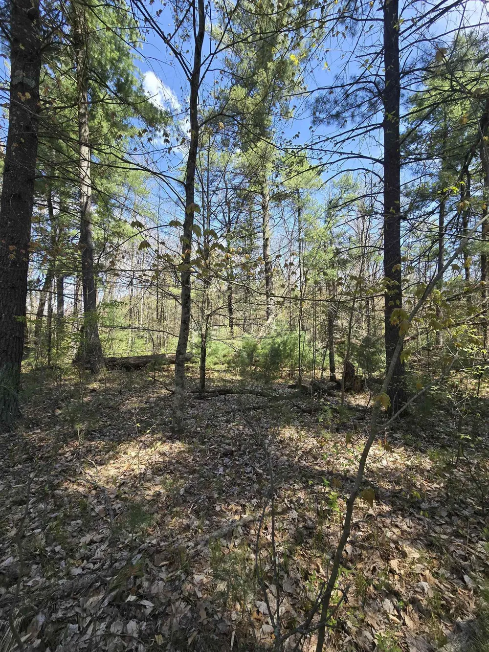 S Locust Avenue Big Prairie Township, MI 49349
