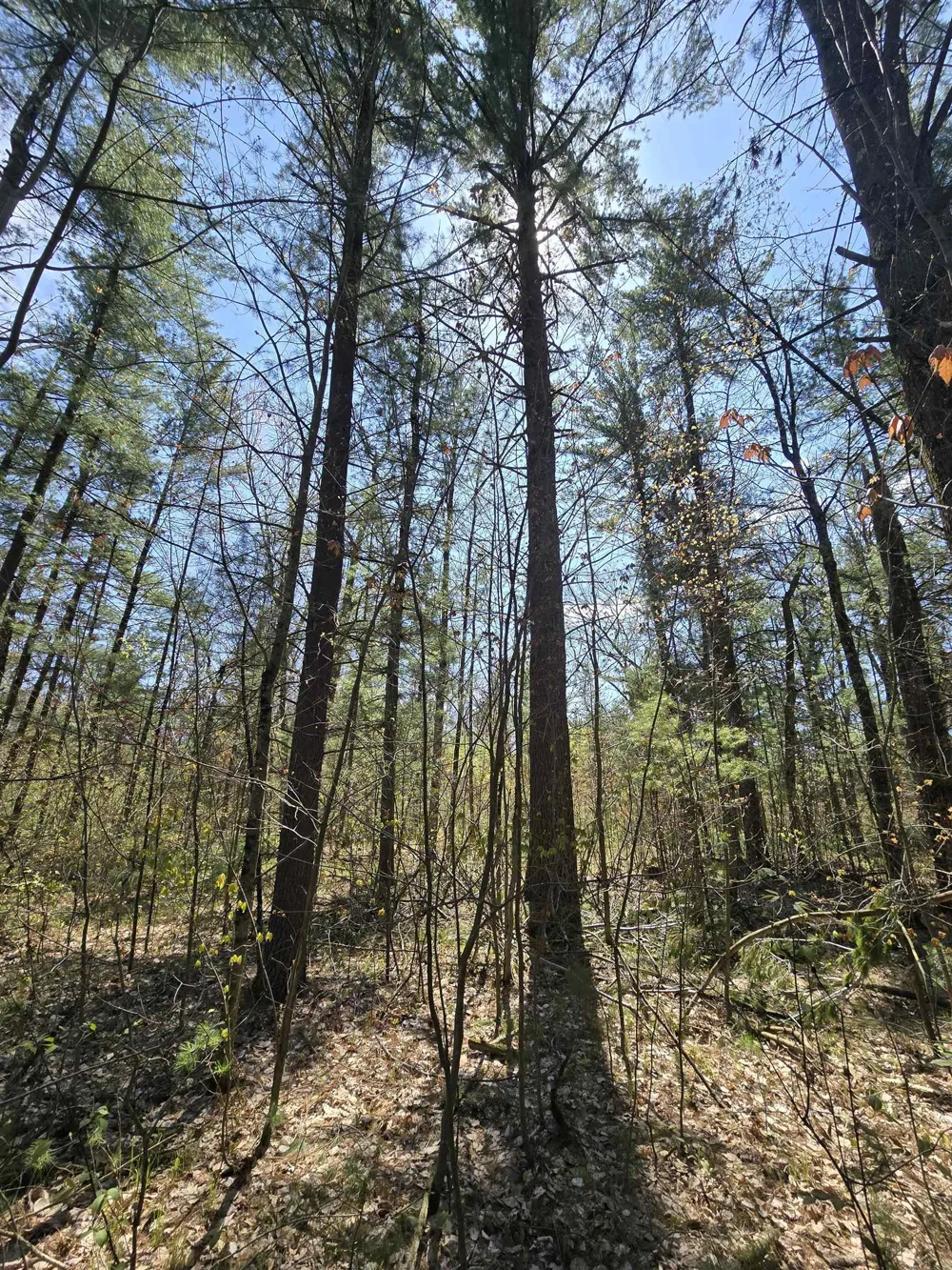 S Locust Avenue Big Prairie Township, MI 49349