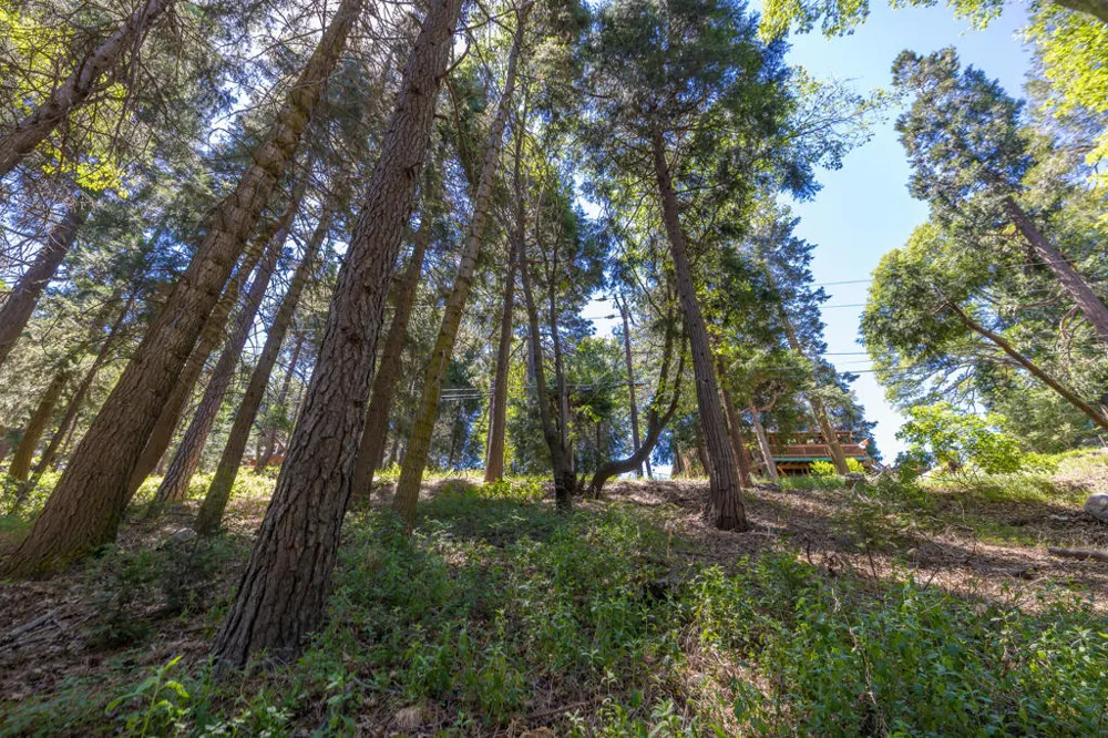 Cedar Pines Drive Crestline, CA 92325