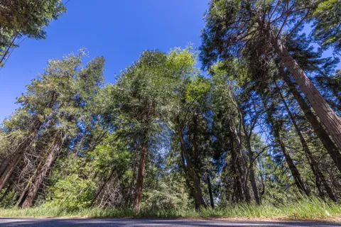 Cedar Pines Drive