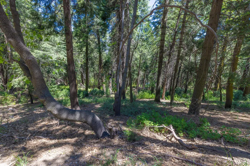 Cedar Pines Drive Crestline, CA 92325