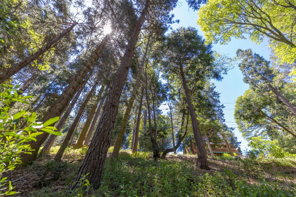 Cedar Pines Drive Crestline, CA 92325