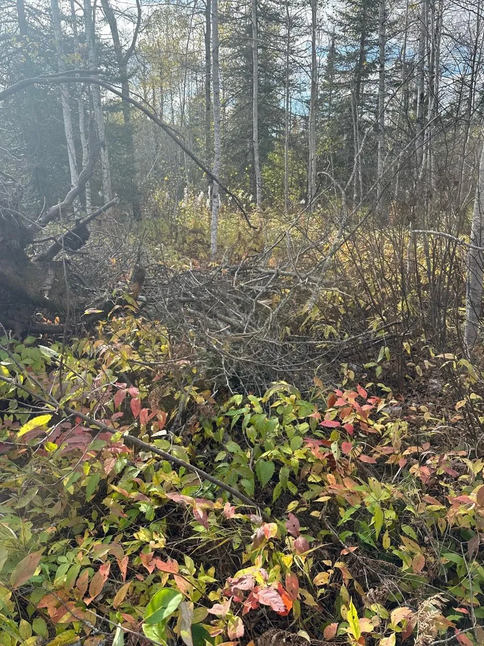 7064 Cramer Road Finland, MN 55603