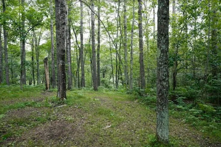 W8432 Webb Creek Drive Trego, WI 54888