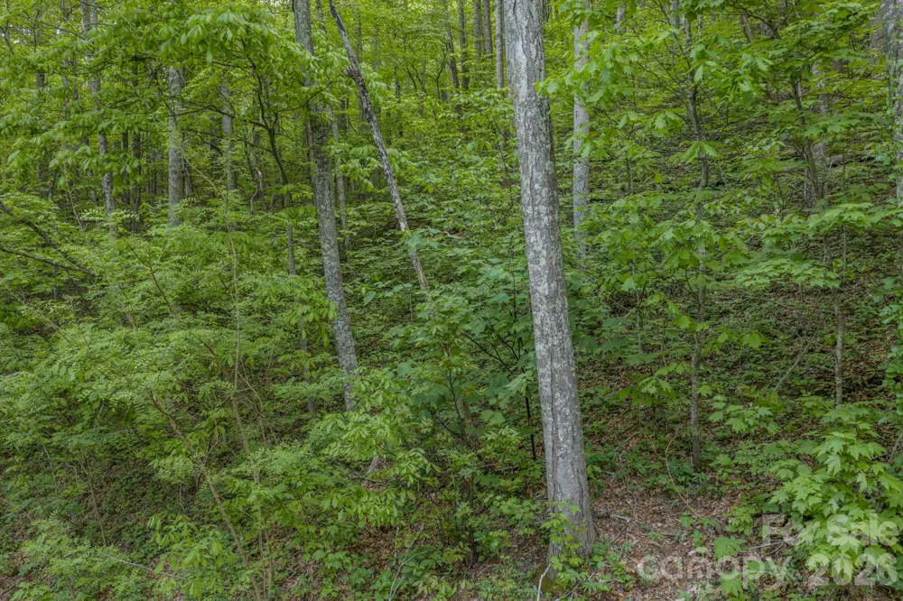 259 Mockingbird Road #1 Swannanoa, NC 28778
