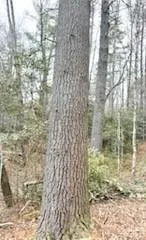 0 GREEN RIVER ROAD Zirconia, NC 28790