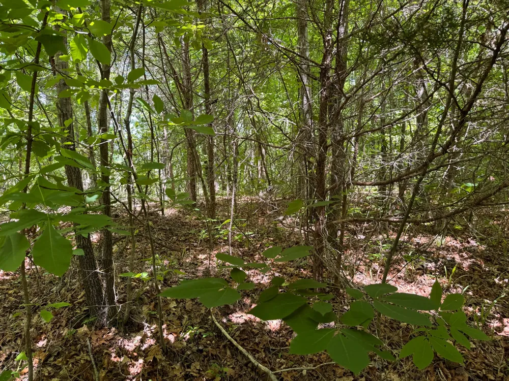 0 Dude Road Savannah, TN 38372