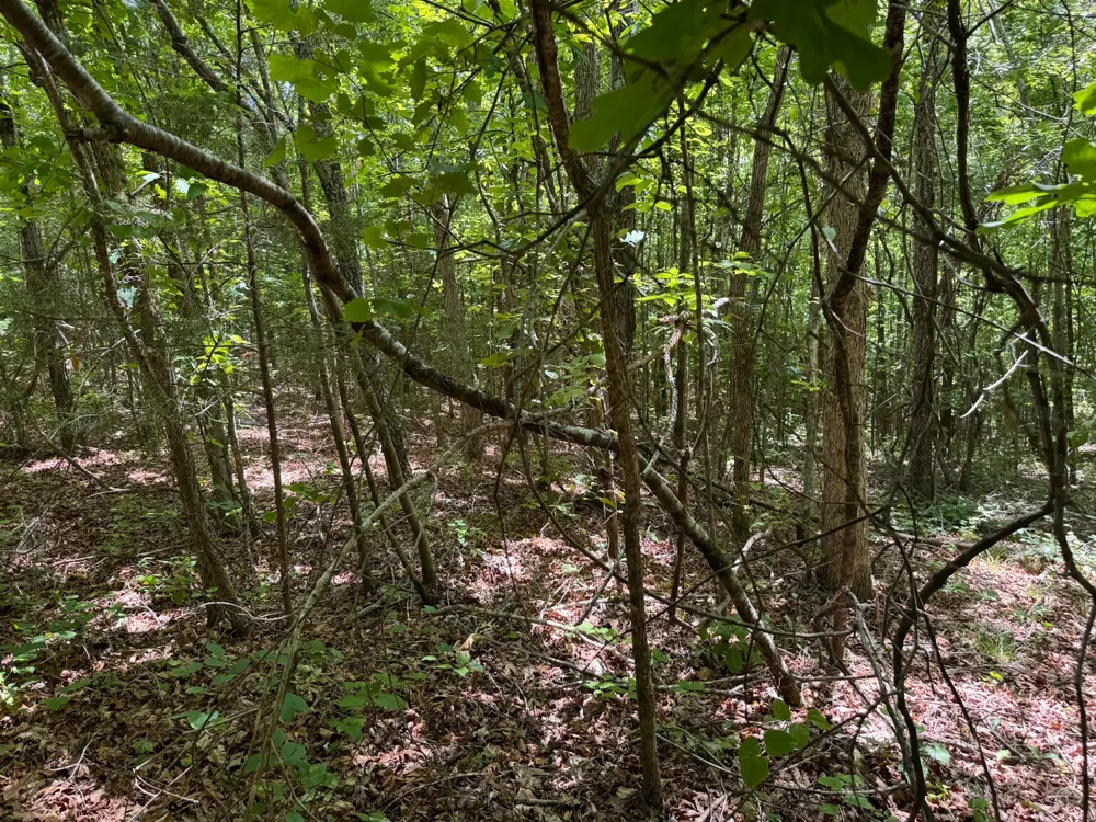 0 Dude Road Savannah, TN 38372