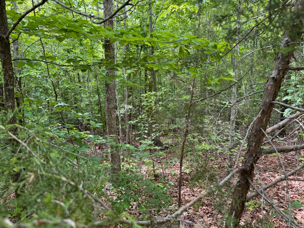 0 Dude Road Savannah, TN 38372