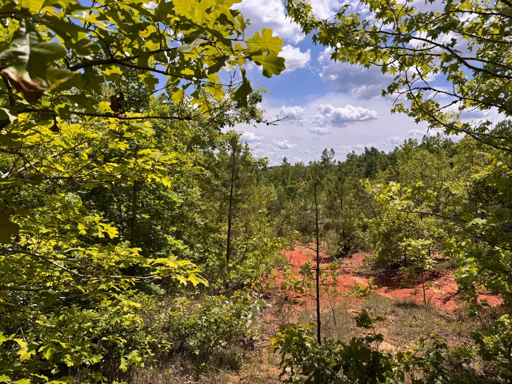 0 Dude Road Savannah, TN 38372