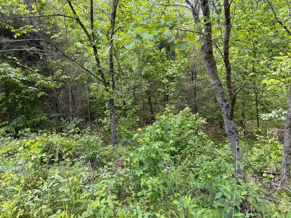 0 Dude Road Savannah, TN 38372