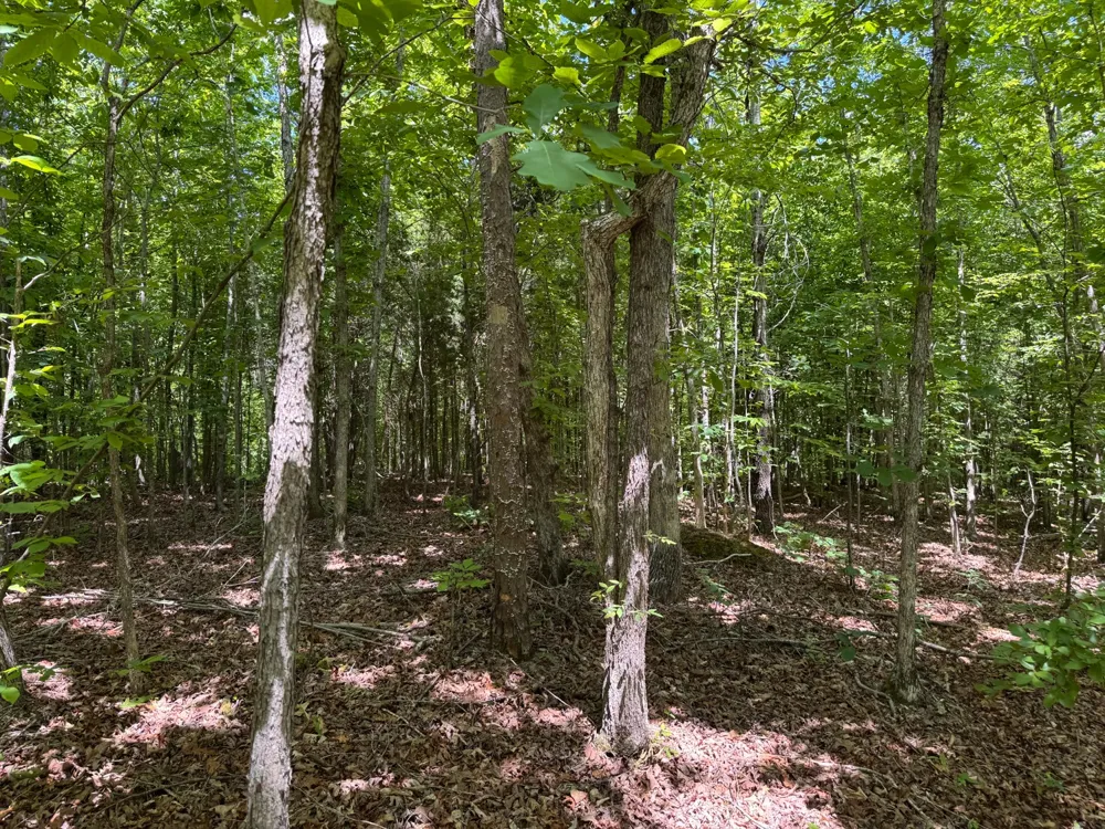 0 Dude Road Savannah, TN 38372