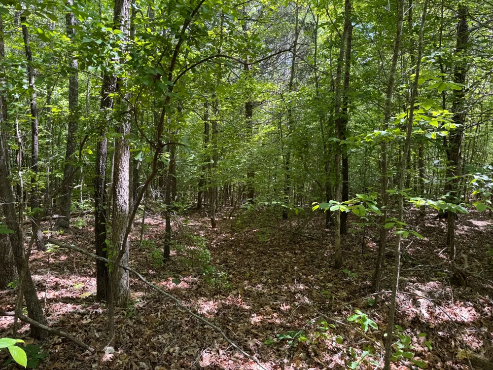 0 Dude Road Savannah, TN 38372