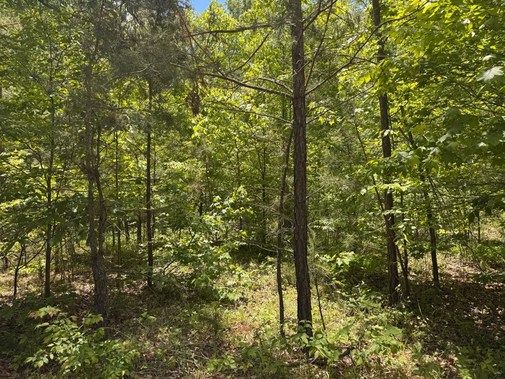 0 Dude Road Savannah, TN 38372