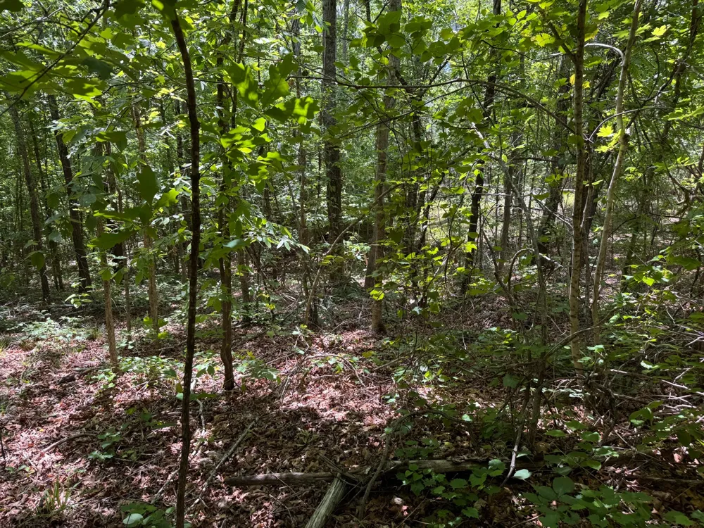 0 Dude Road Savannah, TN 38372