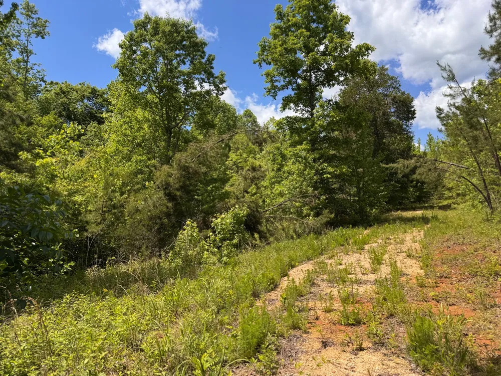 0 Dude Road Savannah, TN 38372