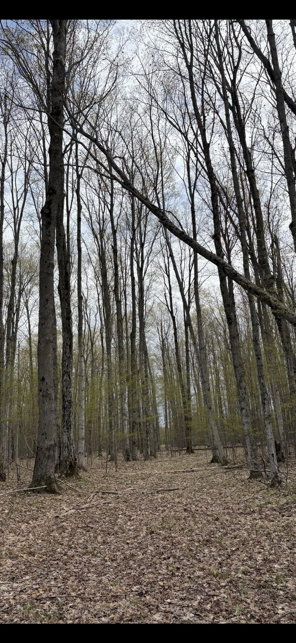 Valley Road Clearwater Township, MI 49676