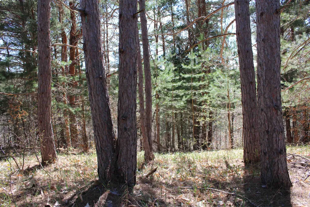 Valley Road Clearwater Township, MI 49676