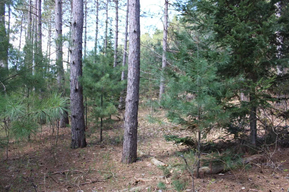 Valley Road Clearwater Township, MI 49676