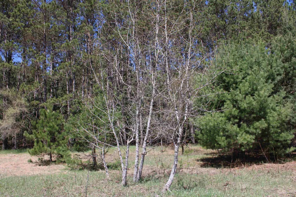 Valley Road Clearwater Township, MI 49676