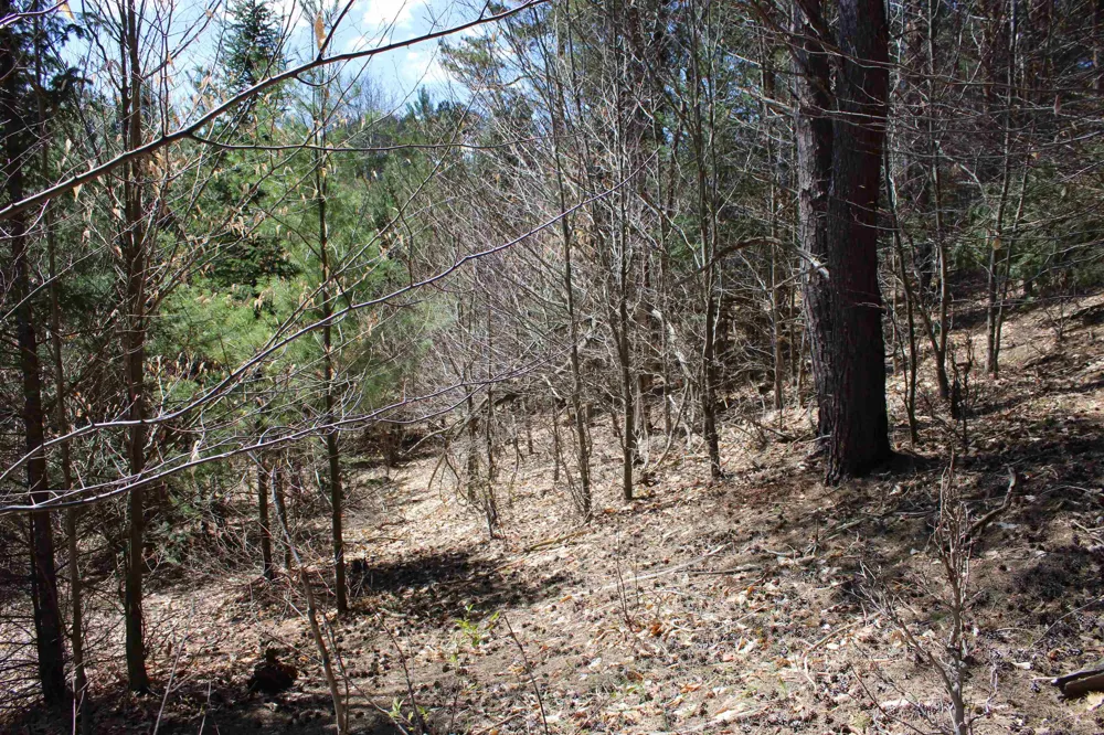 Valley Road Clearwater Township, MI 49676