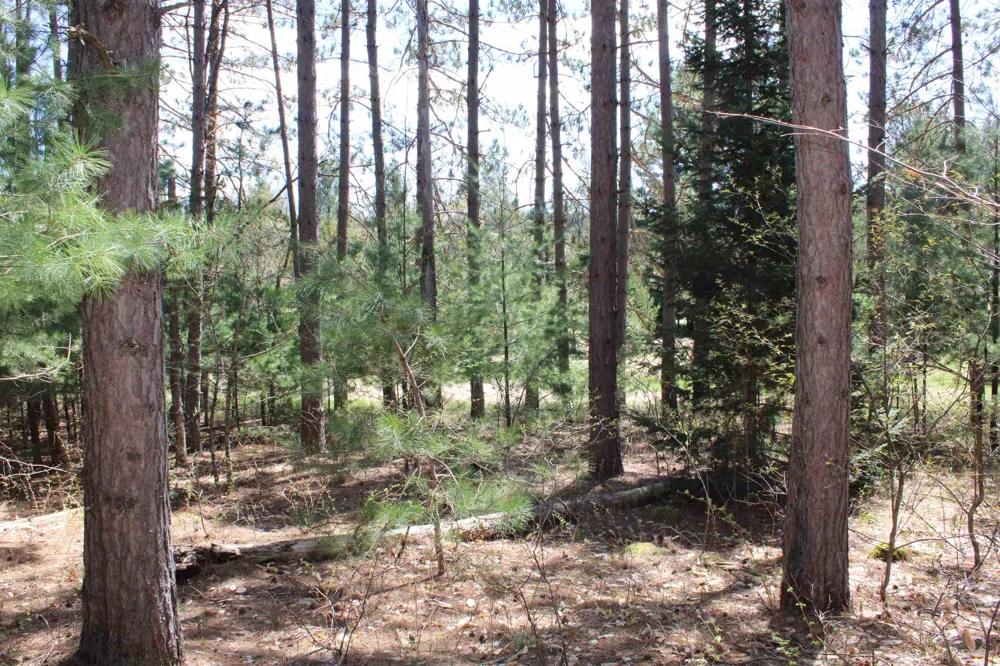 Valley Road Clearwater Township, MI 49676