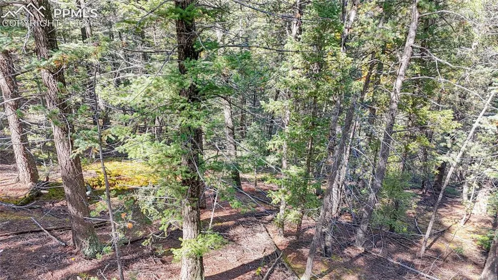 959 Calcite Drive Divide, CO 80814
