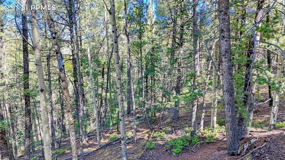 959 Calcite Drive Divide, CO 80814